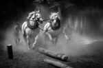 Ľubica Kremeňová -Horses logging HM